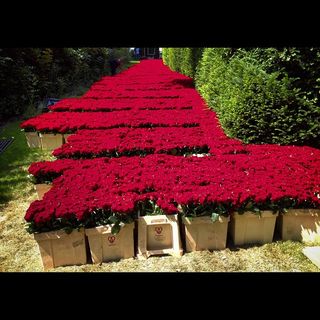 Roses rouges Jeff Leatham