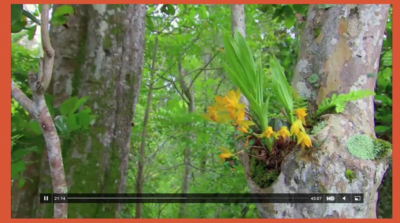 Orchis ARTE 2