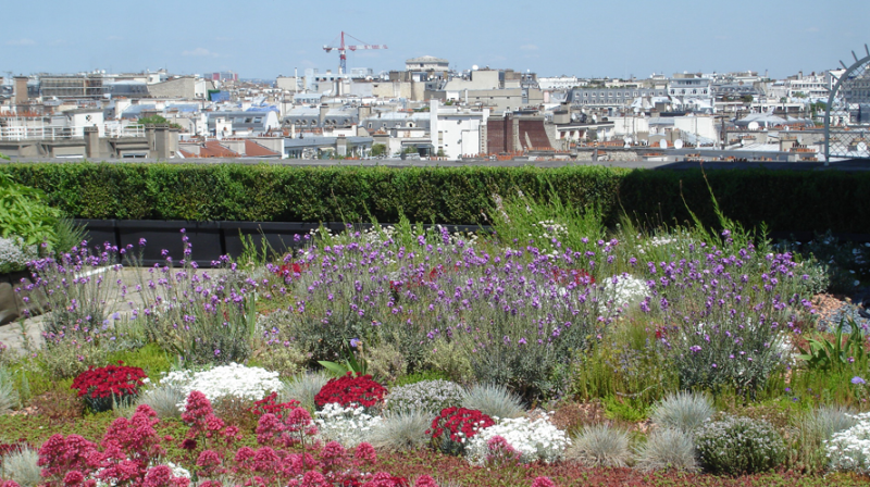 Toit végétalisé_palais de Chaillot