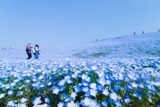  Nemophila Baby Blue Eyes 2