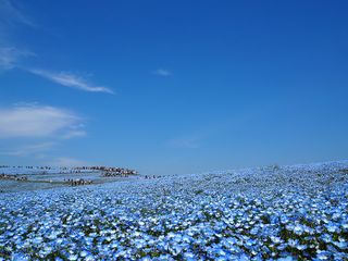  Nemophila Baby Blue Eyes 1