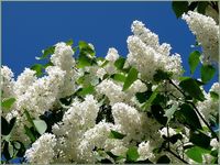 Lilas blanc