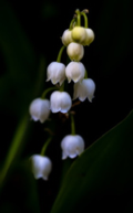 Muguet_01