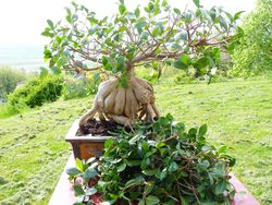 Ficus microcrapa ginseng J-Bruffin_03