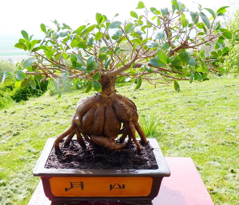 Ficus microcrapa ginseng J-Bruffin_08