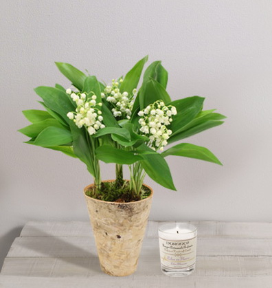 Interflora muguet racines