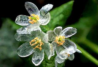 Diphylleia grayi