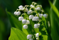 Muguet des bois