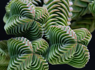 Crassula-bhouda