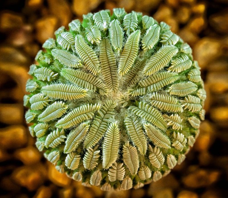 Pelecyphora-aselliformis
