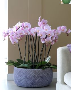 Orchidée Phalaenopsis rose