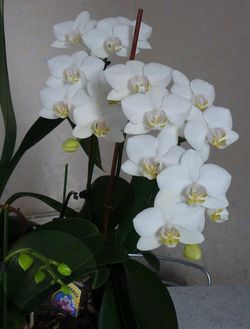 Orchidée Phalaenopsis blanche