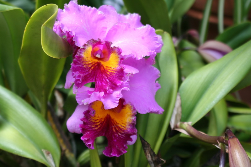 Orchidée Cattleya