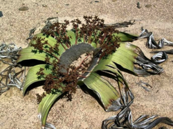 Welwitschia mirabilis