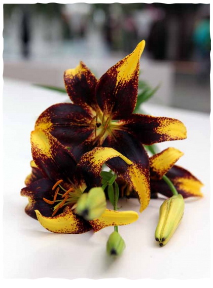 Lilium_02