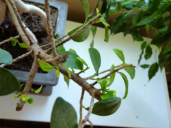 Ficus ginseng_02