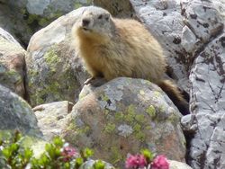 Marmotte