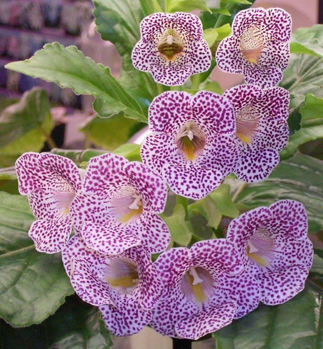 Gloxinia 03