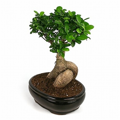 Plante vacances ficus