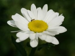 Marguerite normale