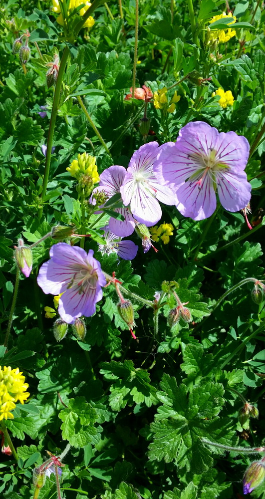 Géranium sauvage