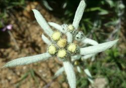 Edelweiss_01