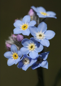 Myosotis-3