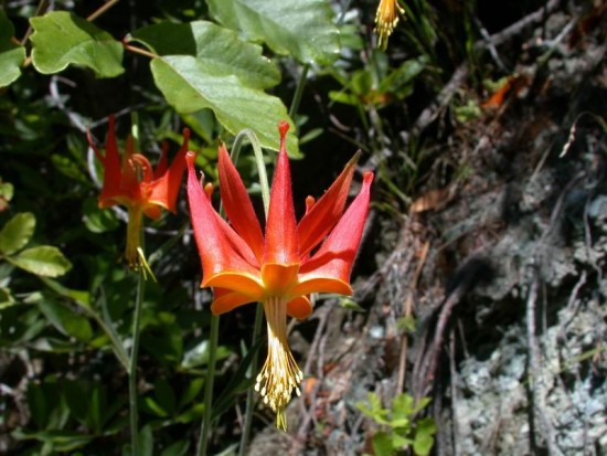 Ancolie -aquilegia-eximia_bkelly