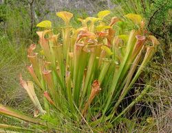 Sarracenia-oreophila