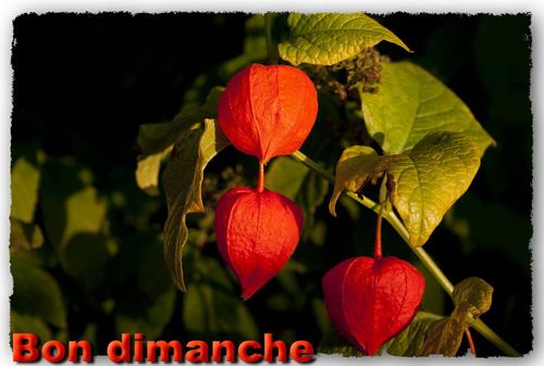 Dimanche physalis