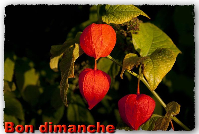 Dimanche physalis