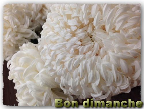 Dimanche chrysantheme