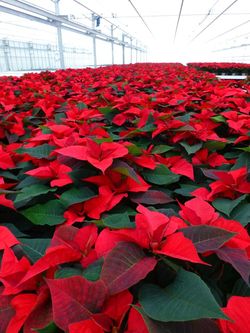 Poinsettias 8