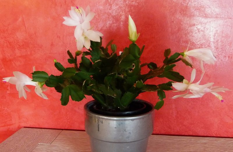 Schlumbergera