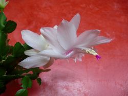 Schlumbergera 3