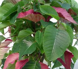 Poinsettia vert-rouge