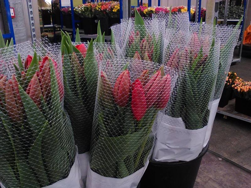 SICa tulipes 4