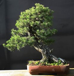 Un arbre bonsai - la décoration par excellence pour l'intérieur ou