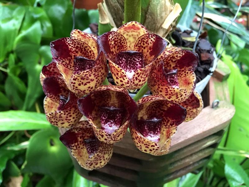Orchidarium Peristeria pendula