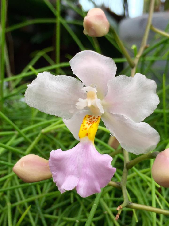 Orchidarium Cuitlauzina pendula