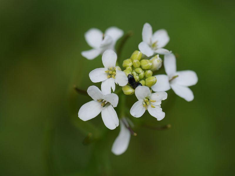 Plante arabette-de-thalius