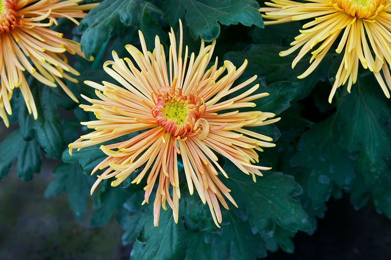 Plante chrysanthème