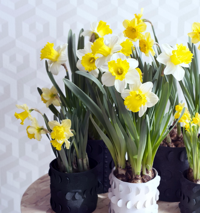 Les Narcisses, grandes divas du mois de février ! - Le pouvoir des fleurs