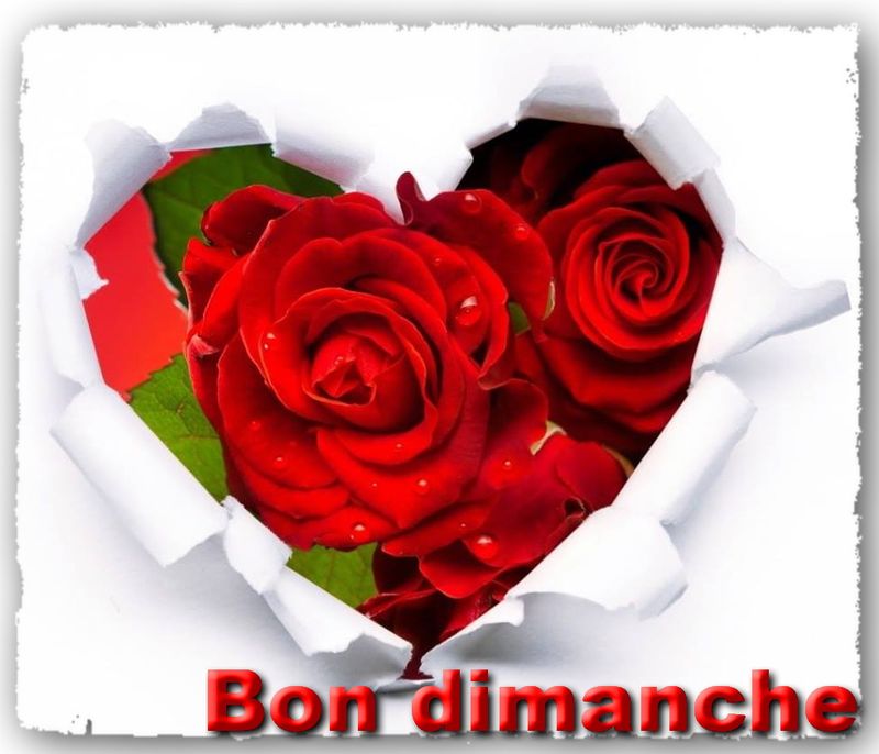 Coeur roses rouges