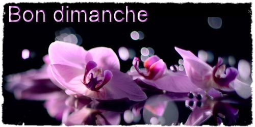 Orchids infos 4