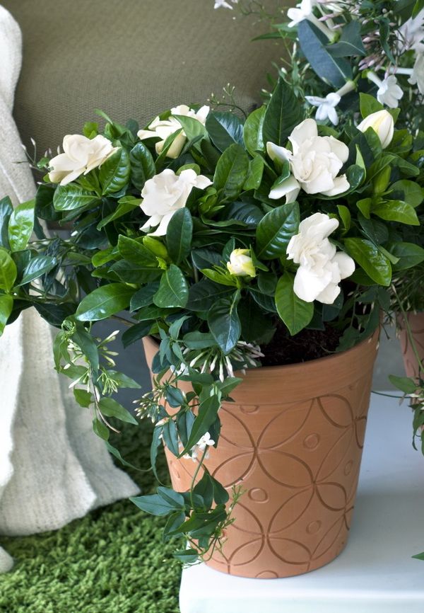 En mars, les plantes à fleurs blanches parfumées : Gardénia, Stéphanotis et  Jasmin - Le pouvoir des fleurs
