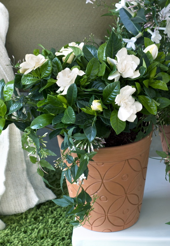 OHF plantes blanches Gardenia