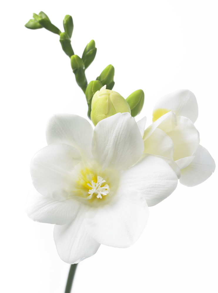 Freesia_05