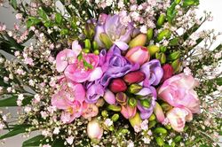 Freesia_04
