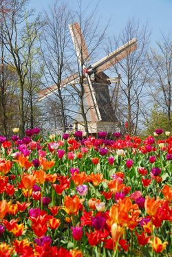 Keukenhof_03